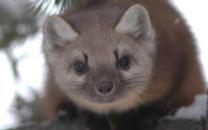 View of the Teton Range in winter