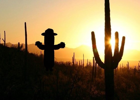 A huge saguaro beneath a warm sky