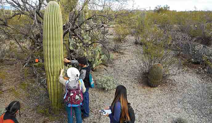 Students measuring a saguaro Students measuring a saguaro