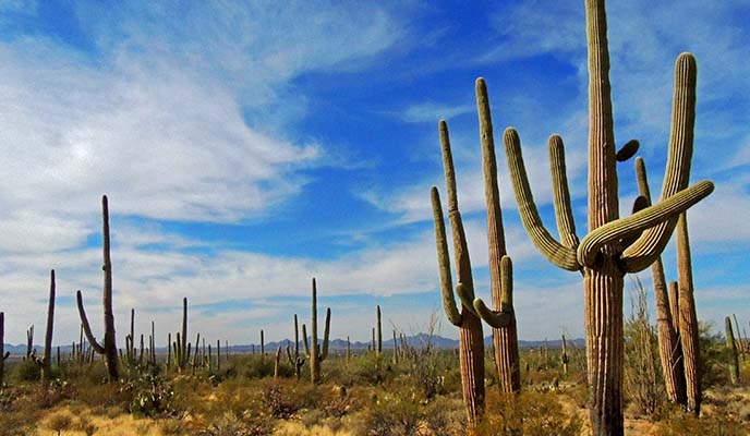 Saguaros in the desert Saguaros in the desert