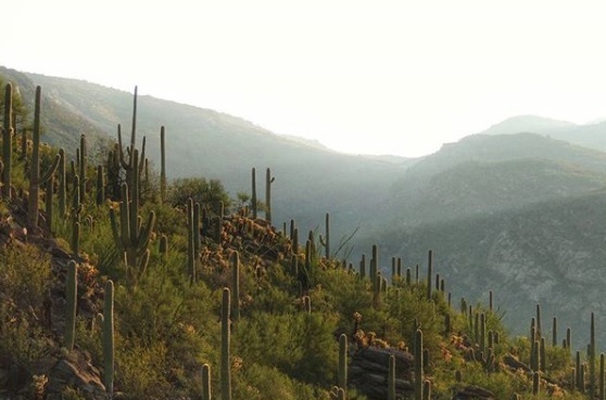 Saguaros and their nurse trees Saguaros and their nurse trees