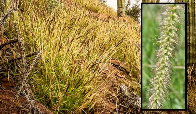 Buffelgrass