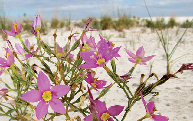 Centaury growing in the gypsum sand