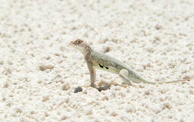 Bleached Earless Lizard