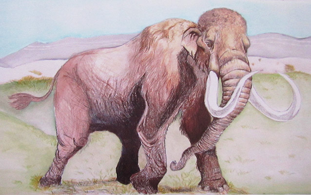 Columbian Mammoth