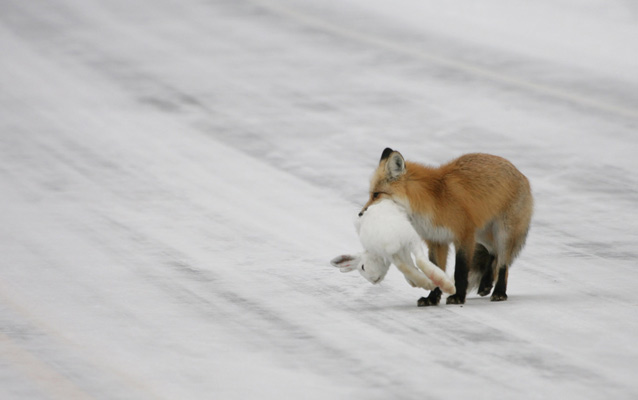 A fox holds a rabbit in its jaws A fox holds a rabbit in its jaws