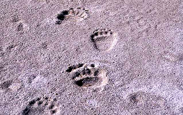 Grizzly bear tracks in the dirt Grizzly bear tracks in the dirt