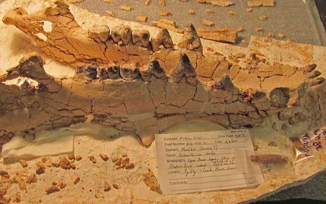 Archaeotherium jaw