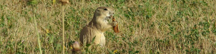 Prairie Animals and Habitats