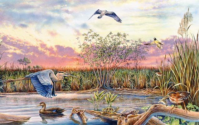 Illustration of wildlife in Dyke Marsh Illustration of wildlife in Dyke Marsh