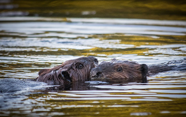 Beavers swimming