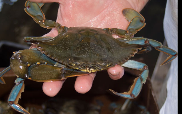 Holding a Chesapeake Bay blue crab
