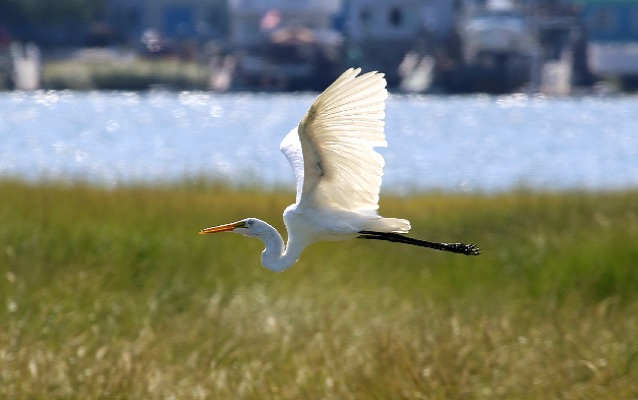 Egret Flying Egret Flying