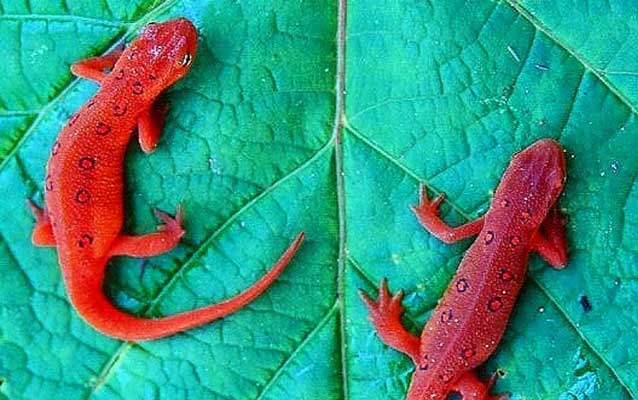 Salamander