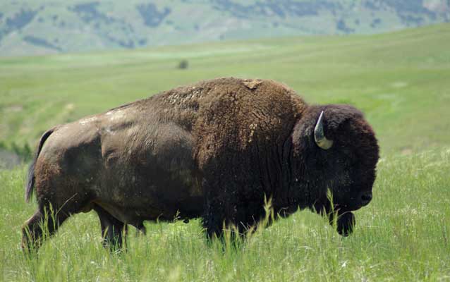 Bison on the prairie Bison on the prairie