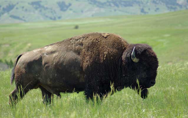 Bison on the prairie