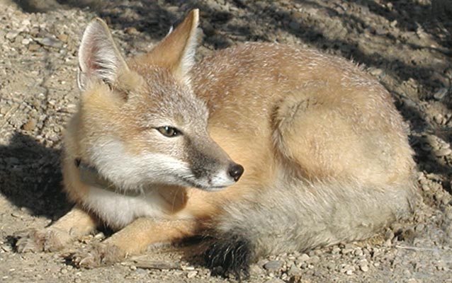 Swift fox Swift fox