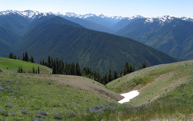 A patch of early summer snow on Hurricane Ridge.