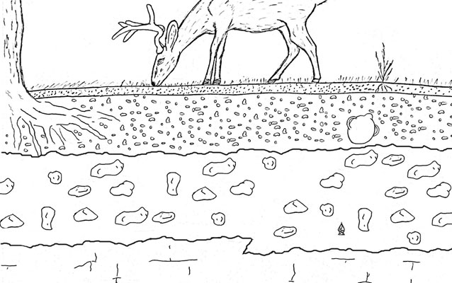 Illustration of deer and stratified soil by Brian Crosby