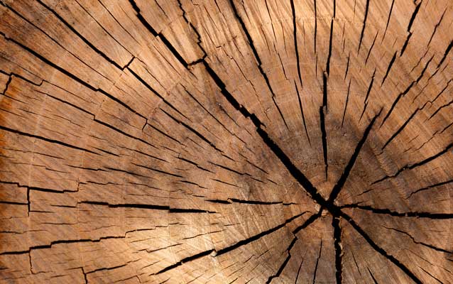 Slice of a tree Slice of a tree