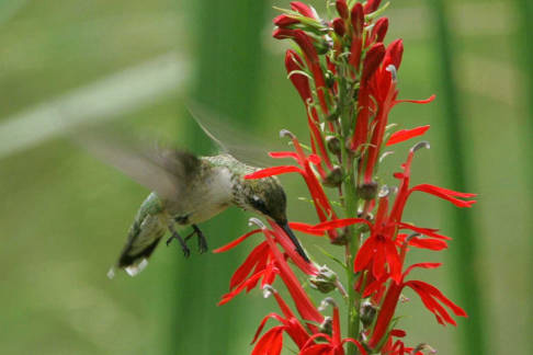 A ruby throated hummingbird drinks nectar from a cardinal flower. A ruby throated hummingbird drinks nectar from a cardinal flower.