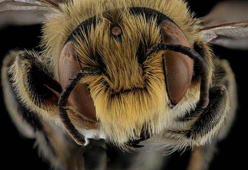 A close up head shot of a leaf-cutting bee with brown eyes. A close up head shot of a leaf-cutting bee with brown eyes.