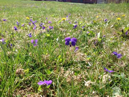 A field of purple violets and yellow dandelions. A field of purple violets and yellow dandelions.