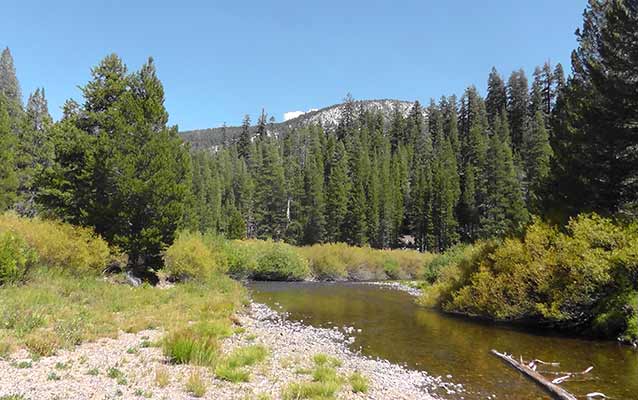 The San Joaquin River flows through willows.