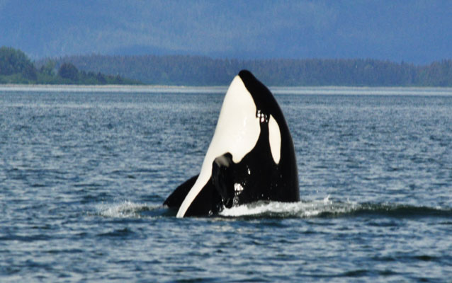 Orca head emerging from water