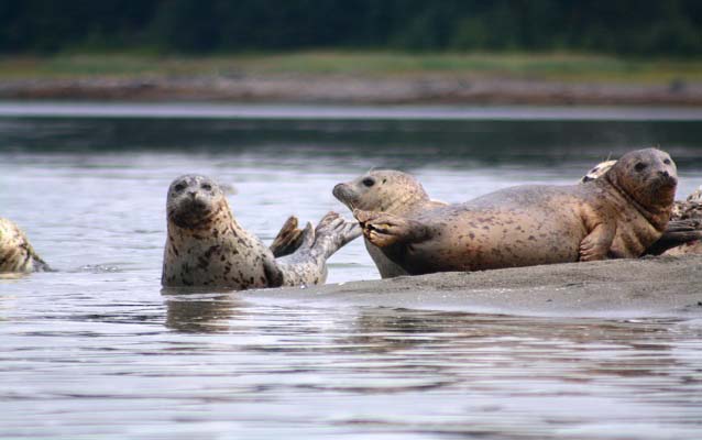 Harbor seals hauled out on a beach in Glacier Bay as the tide rises. Harbor seals hauled out on a beach in Glacier Bay as the tide rises.