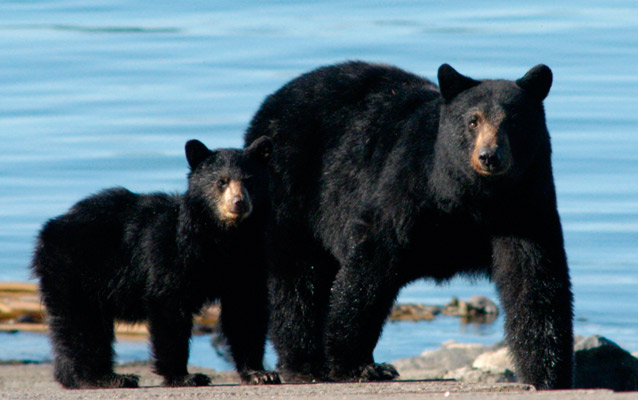 Mother black bear and cub on beach.
