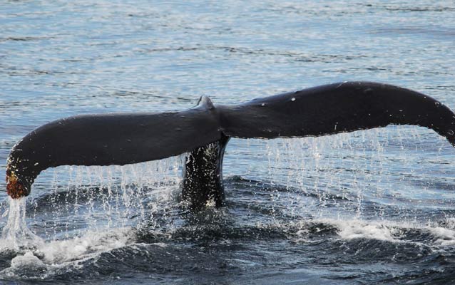 Humpback whale fluke Humpback whale fluke