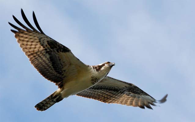 Osprey in flight Osprey in flight