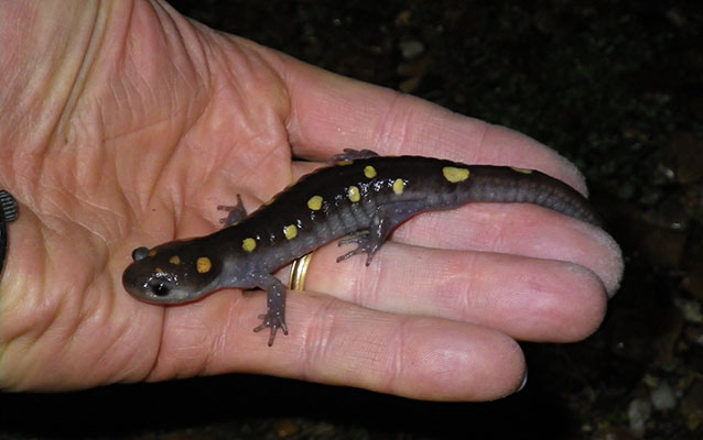 Spotted Salamanders Spots And Eggs Teachers U S National Park Service