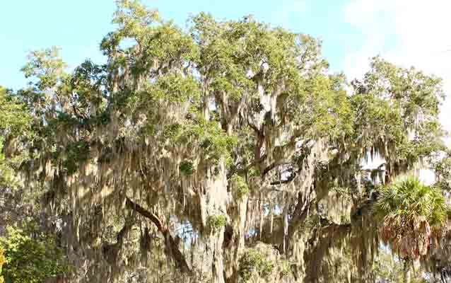 Spanish Moss: Pretty Parasite or What? - The Garden Buzz