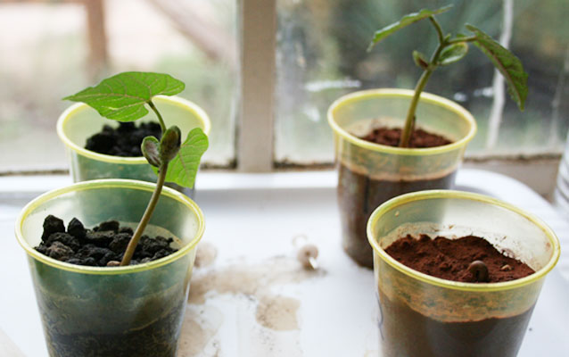 bean plant growth experiment