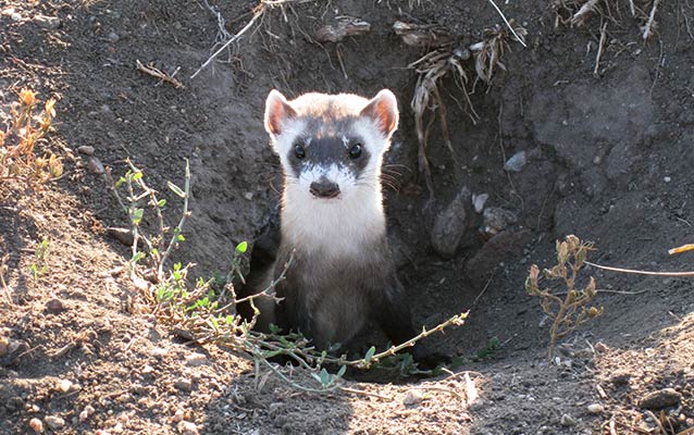 Black-Footed Ferret Black-Footed Ferret