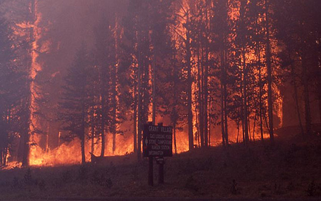 Close up of crown fire at Grant Village Junction. Close up of crown fire at Grant Village Junction.