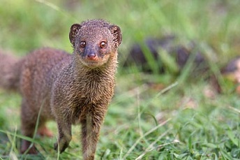 Mongoose Mongoose