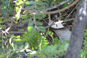 Nēnē sitting on nest Nēnē sitting on nest