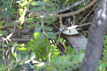 Nēnē sitting on nest