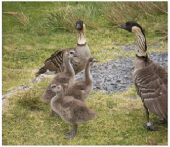 Nēnē family (Hawaiian goose)