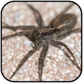 Wolfspider Wolfspider