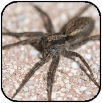 Wolfspider