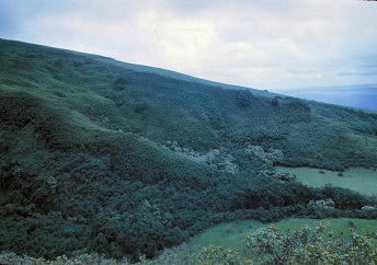 Kīpahulu forest Kīpahulu forest
