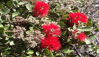 ohia lehua blossoms