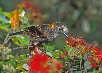'Ākohekohe (Crested honeycreeper bird endemic to East Maui on 'ōhi'a tree sipping nectar from blossom))