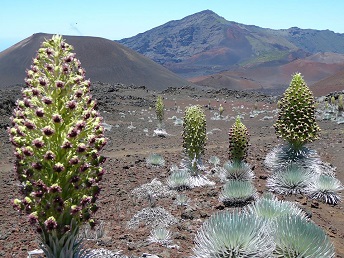 Ahinahina in the crater.