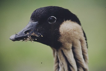 Nēnē or Hawaiian Goose Nēnē or Hawaiian Goose
