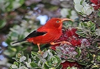 'I'iwi bird on an 'ōhi'a tree 'I'iwi bird on an 'ōhi'a tree